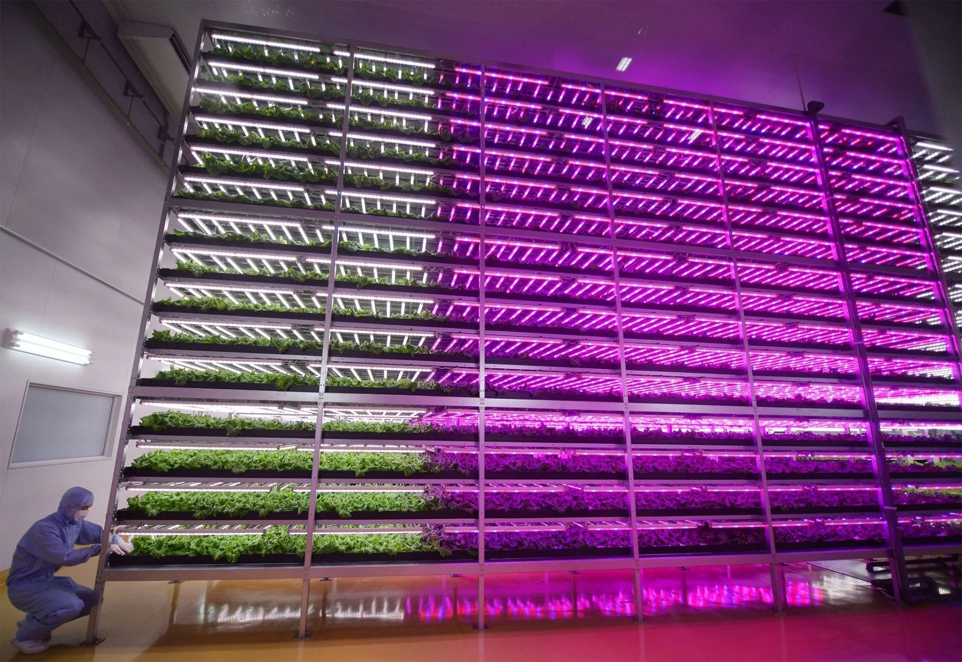 Japan Largest Indoor Farm Shigeharu Shimamura S Indoor Farm Sets