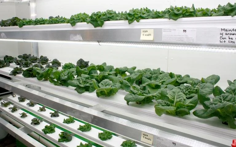 012520TFGROSHEDLETTUCE.jpg