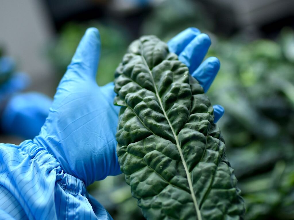 kale-sustenir.jpeg