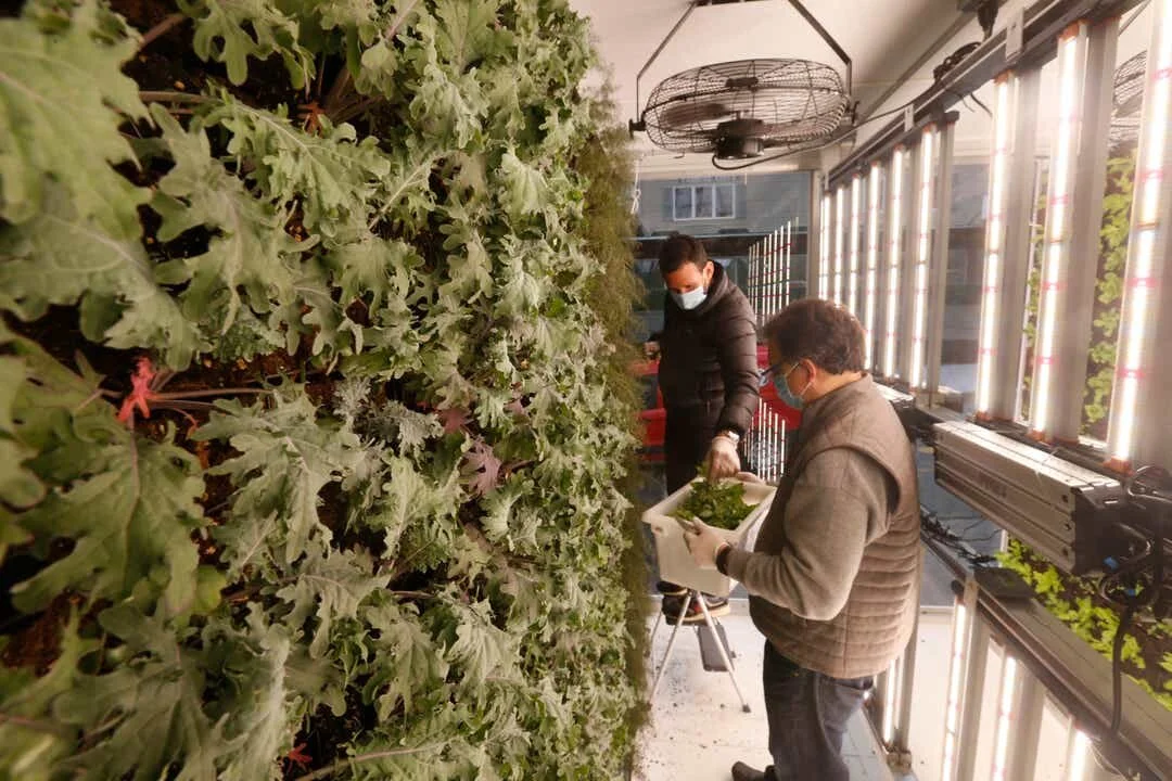 From left, Vertical Field U.S. launch manager Sam Miner and Chef John Lekic, owner of Farmers and Chefs restaurant, food trucks and catering harvest their first batch of herbs and vegetables on April 29, 2020.Patrick Oehler/Poughkeepsie Journal