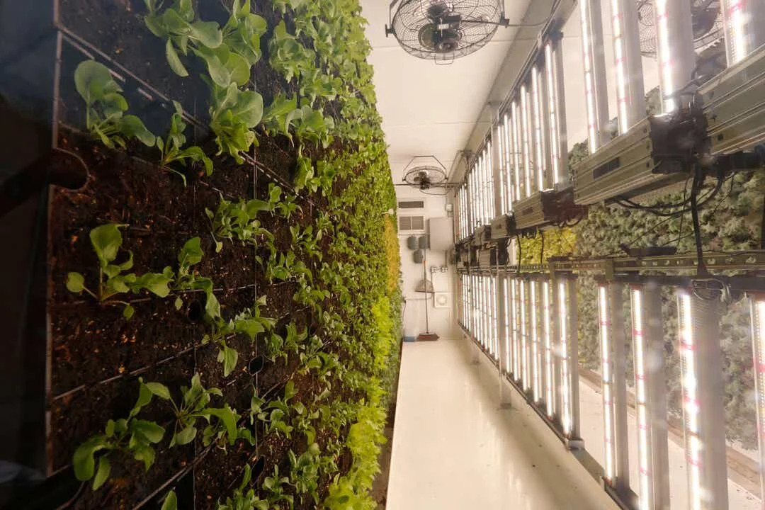 Vegetables grow in the indoor vertical garden at Farmers and Chefs restaurant in the City of Poughkeepsie on April 29, 2020. Patrick Oehler/Poughkeepsie Journal