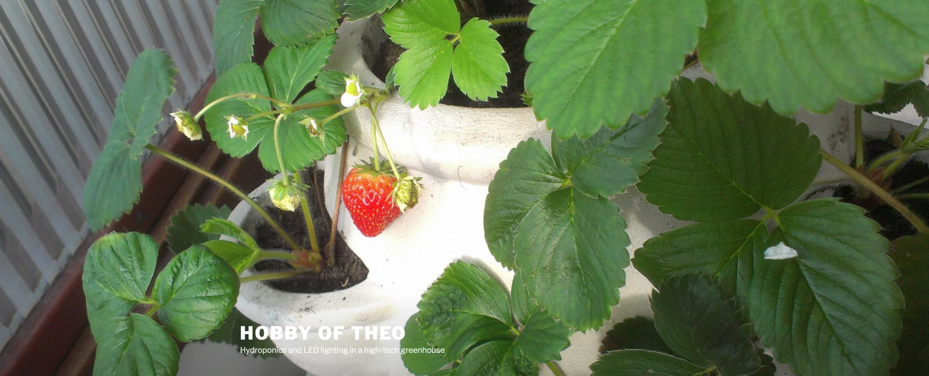 Technician Theo Builds High-Tech Greenhouse As a Hobby