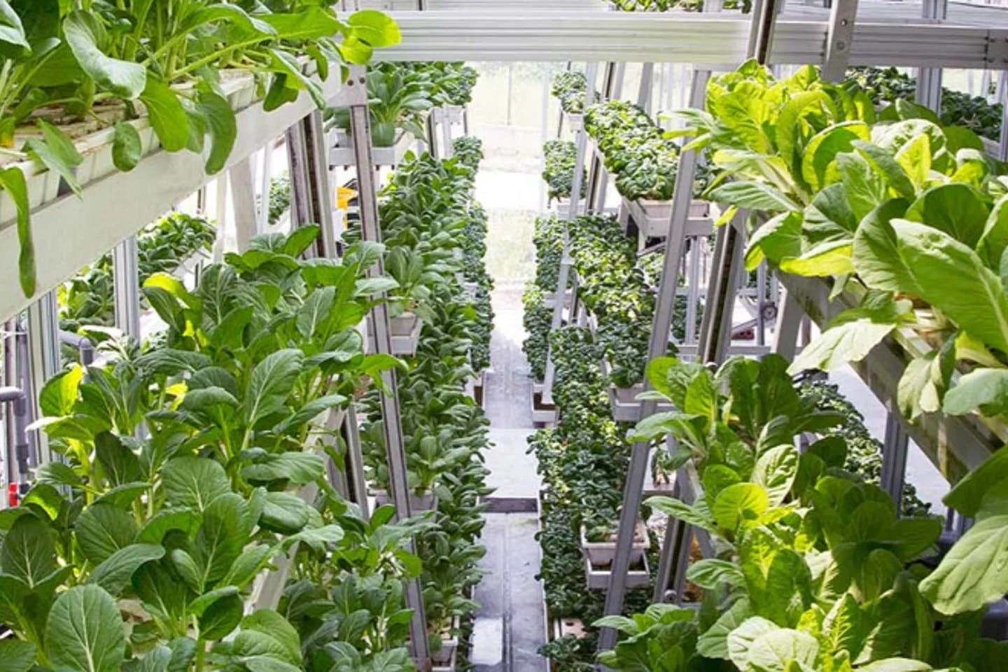 Vertical Farms Are Overserved: Global Food Resilience Needs A Rebalancing&nbsp;Act