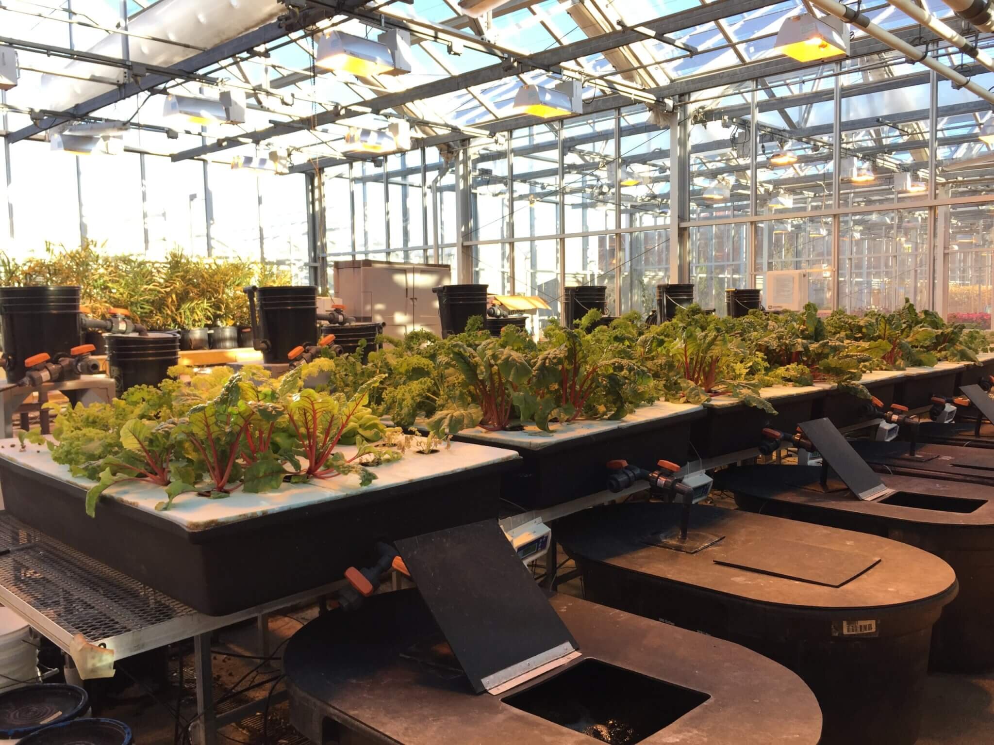Purdue University researchers conducted a life cycle assessment of hydroponic and aquaponic growing systems in Indiana to measure their environmental and economic impacts. (Photo provided by Peng Chen)