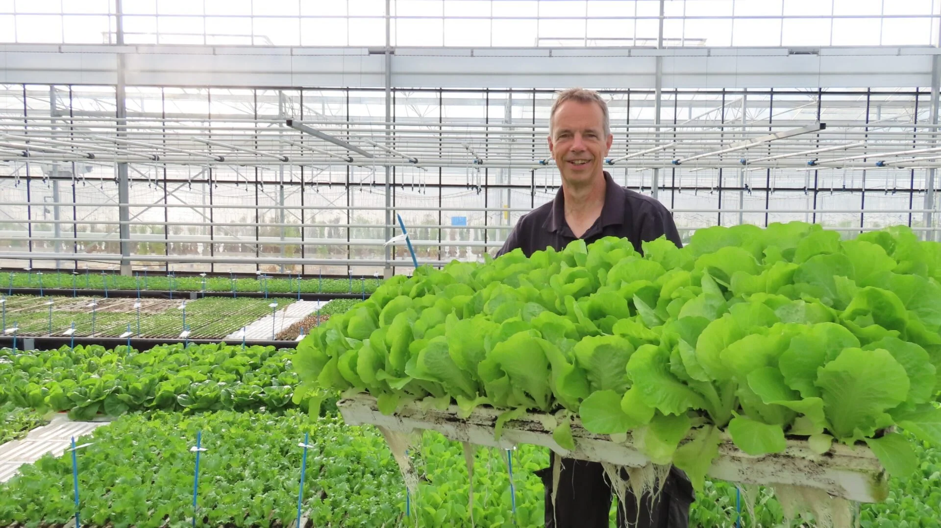 What’s Driving Hydroponic Lettuce Breeding?