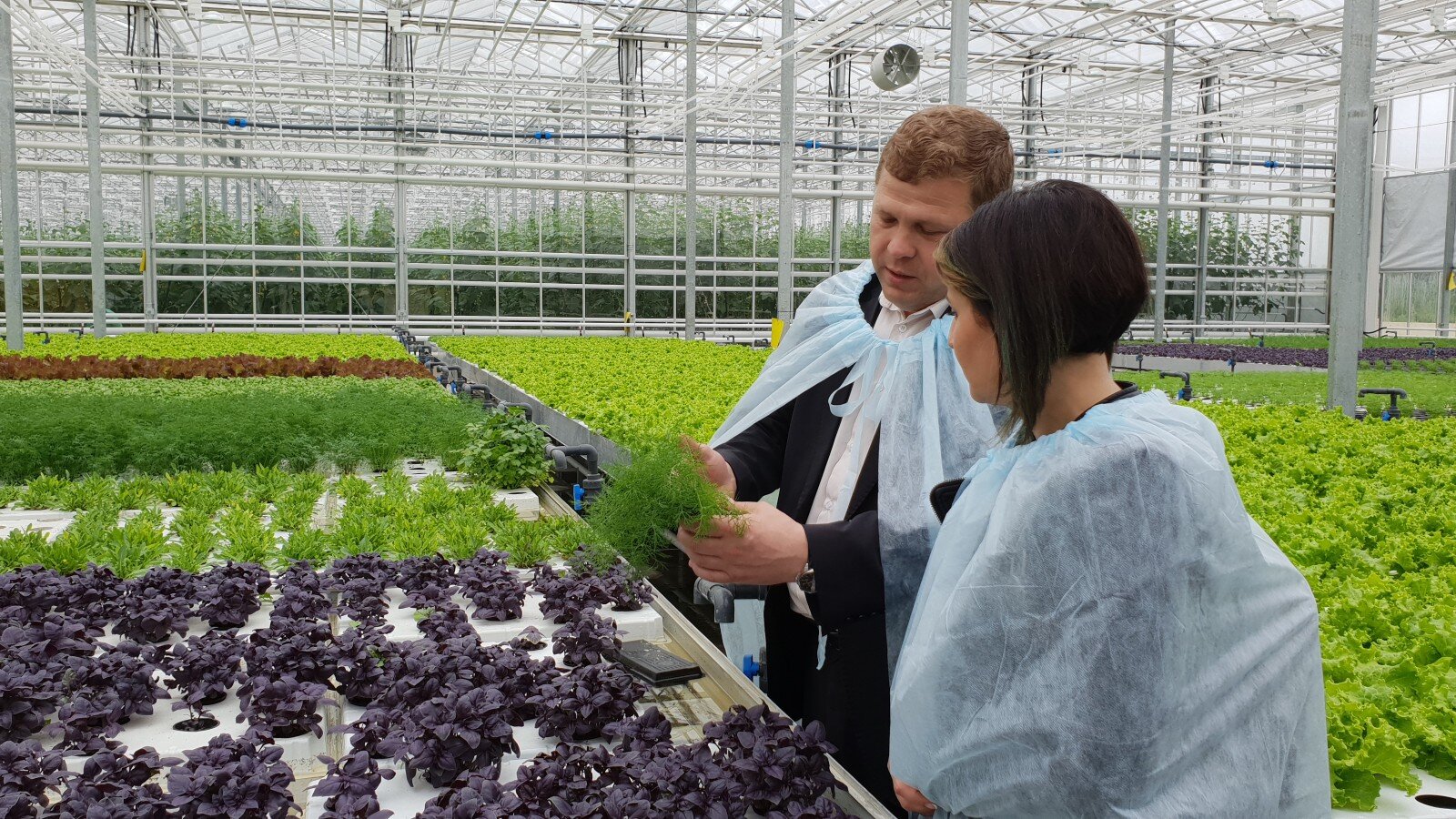 Four kinds of crops growing under one greenhouse roof in Belarus. Photo courtesy of Azrom