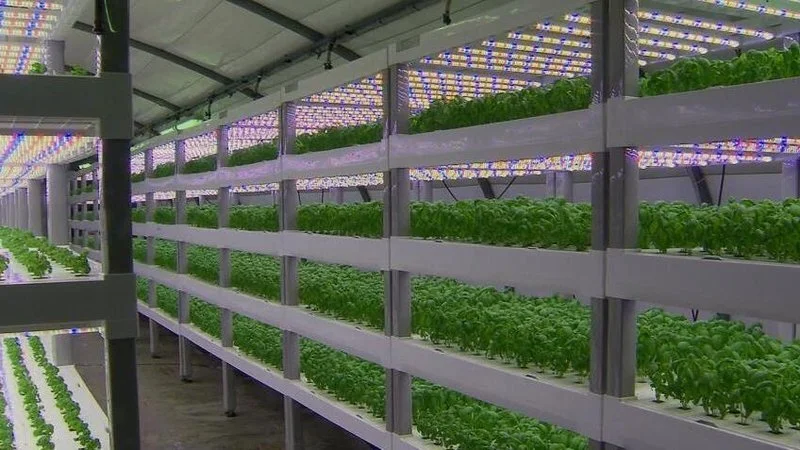 Could Vertical Farming Help Avoid Brexit Supply Issues?