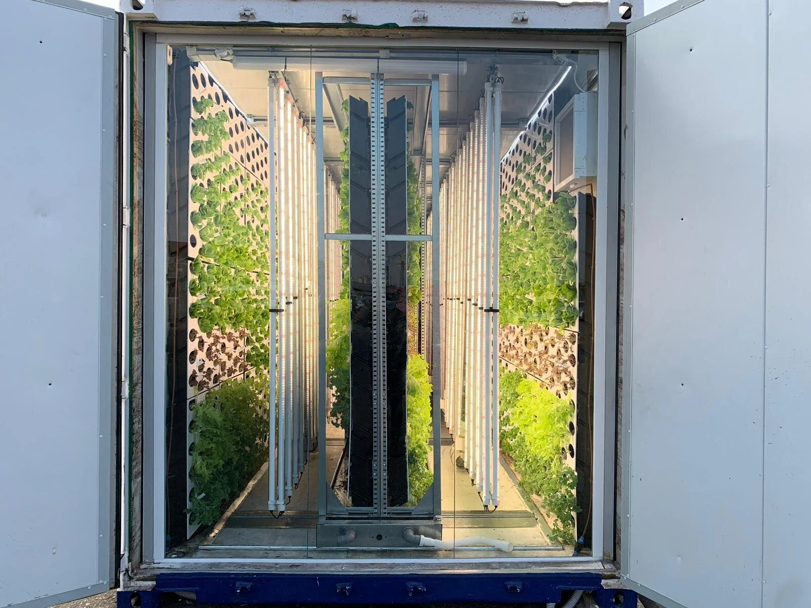 Leafy greens and herbs growing in a Vertical Field farm at a Rami Levy supermarket.Photo courtesy of Vertical Field