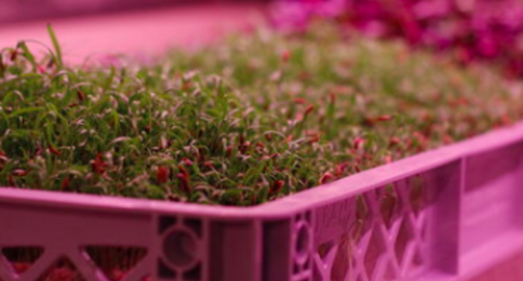 csm_How_vertical_farms_could_be_ready_to_take-off_6a7fff4151.png