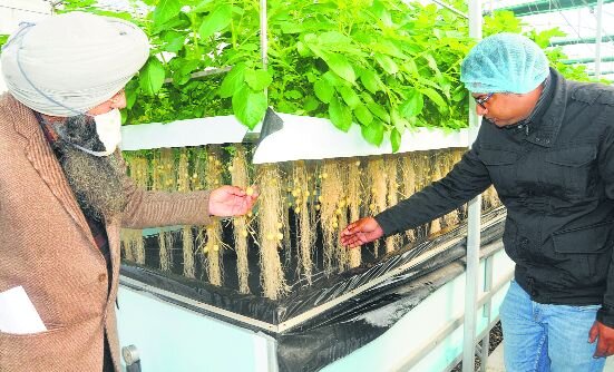 Scientists show a potato breed at Potato Technology Centre at Shamgarh village in Karnal district. Sayeed Ahmed