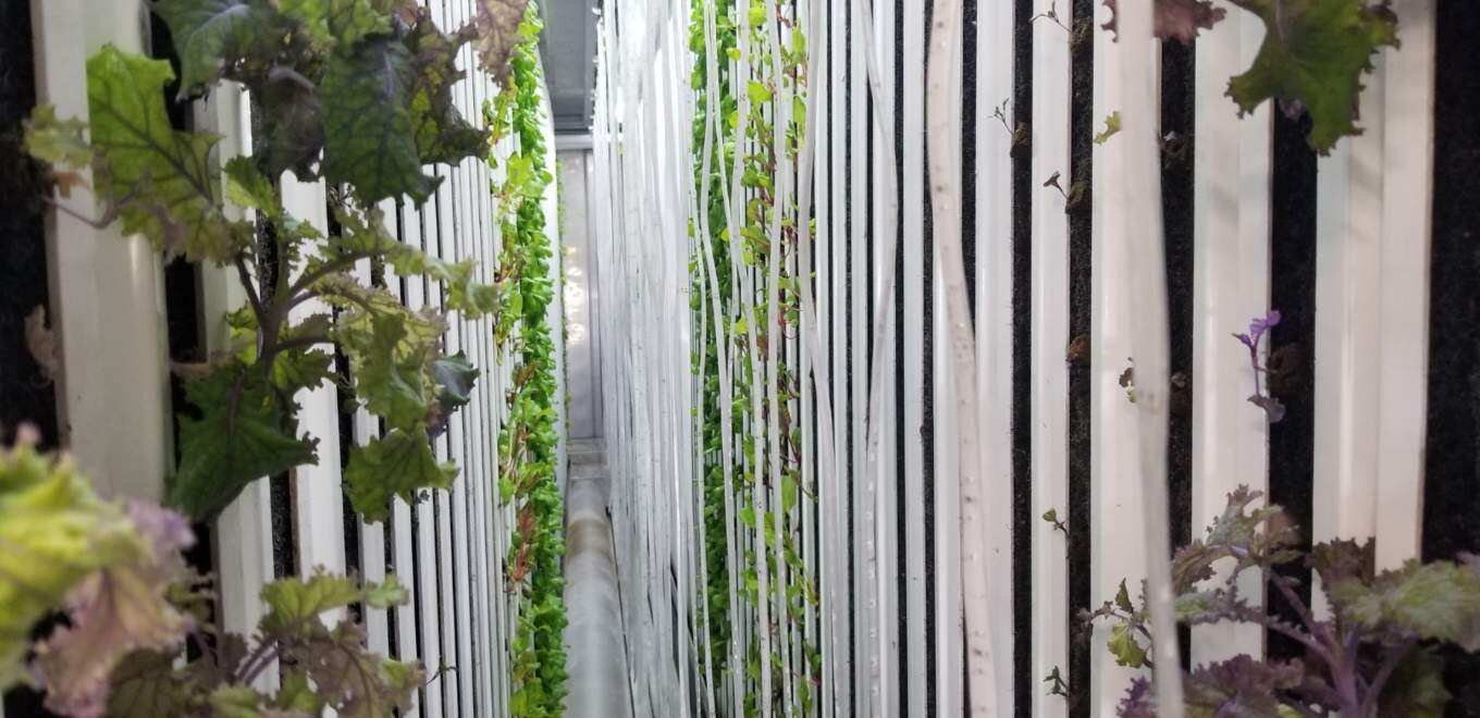 greens-Hydroponic-Shipping-Container-Farm-Complete-Hydroponic Systems-Freight-Farms-Cost-Commercial-Vertical-Hydroponic-Systems-Pre-Owned-Freight-Farm-Leafy-Green-Machine.JPG