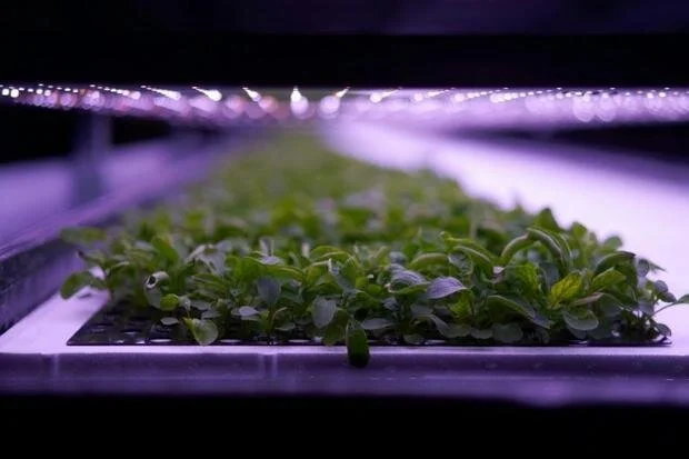 First developed around a decade ago, vertical farms have taken off in Asia and the United StatesThibault Savary, AFP