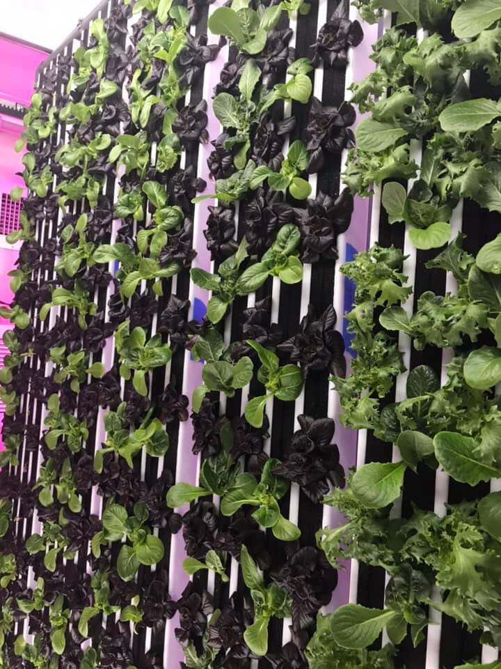 lettuce2--Hydroponic-Shipping-Container-Farm-Complete-Hydroponic Systems-Commercial-Vertical-Hydroponic-Systems-Pre-Owned-Freight-Farm-Greenery.jpg