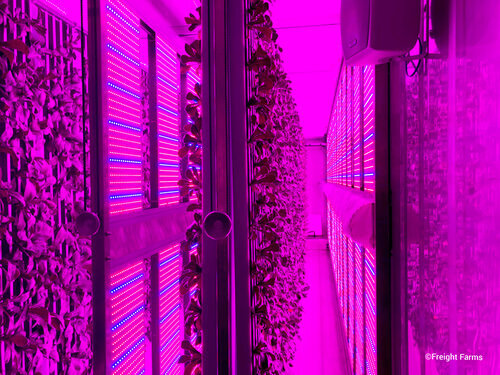 greenery-on-Hydroponic-Shipping-Container-Farm-Complete-Hydroponic Systems-Commercial-Vertical-Hydroponic-Systems-Pre-Owned-Freight-Farm-Greenery.jpg