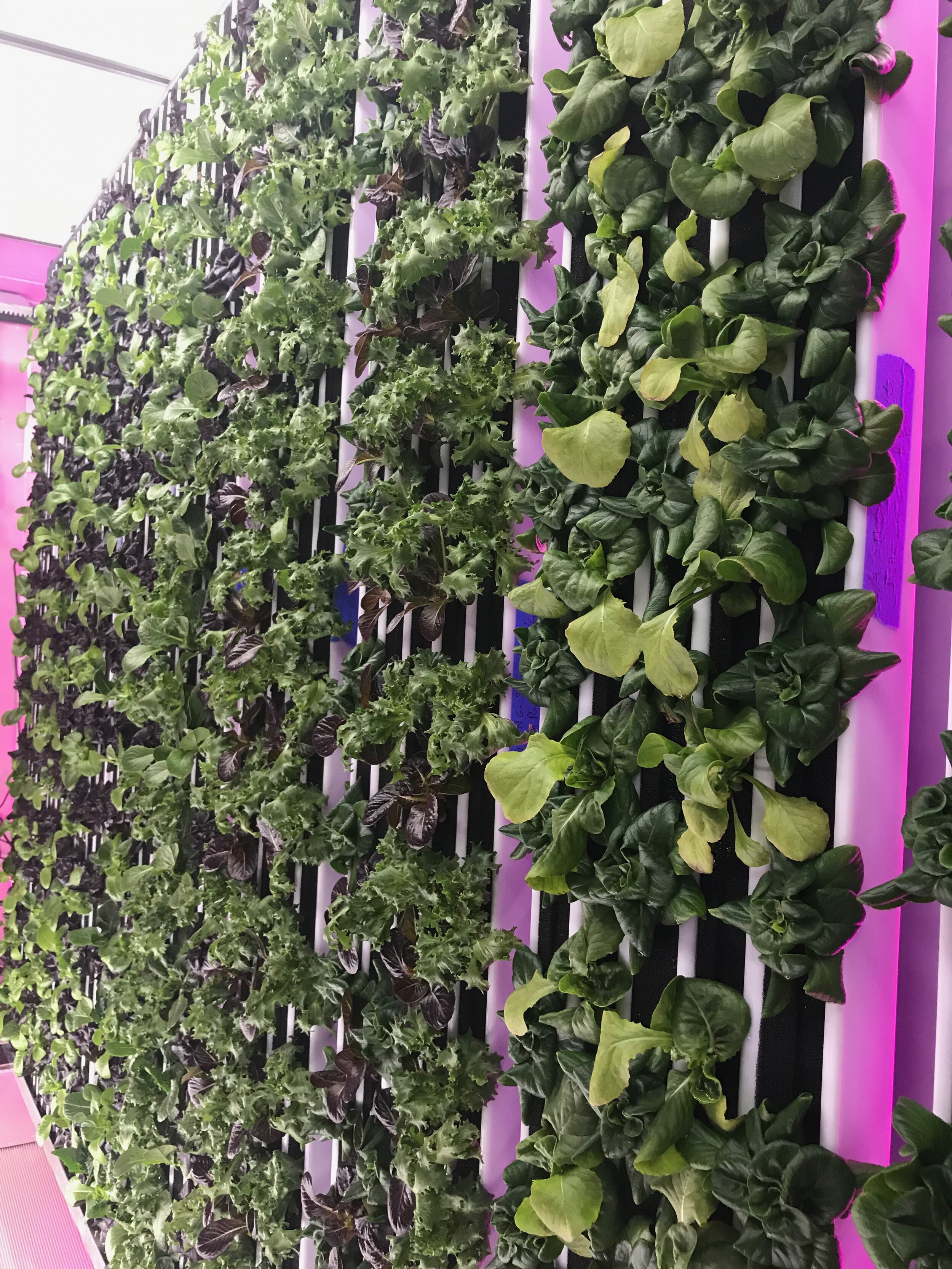 towers-right-Hydroponic-Shipping-Container-Farm-Complete-Hydroponic Systems-Commercial-Vertical-Hydroponic-Systems-Pre-Owned-Freight-Farm-Greenery.jpg