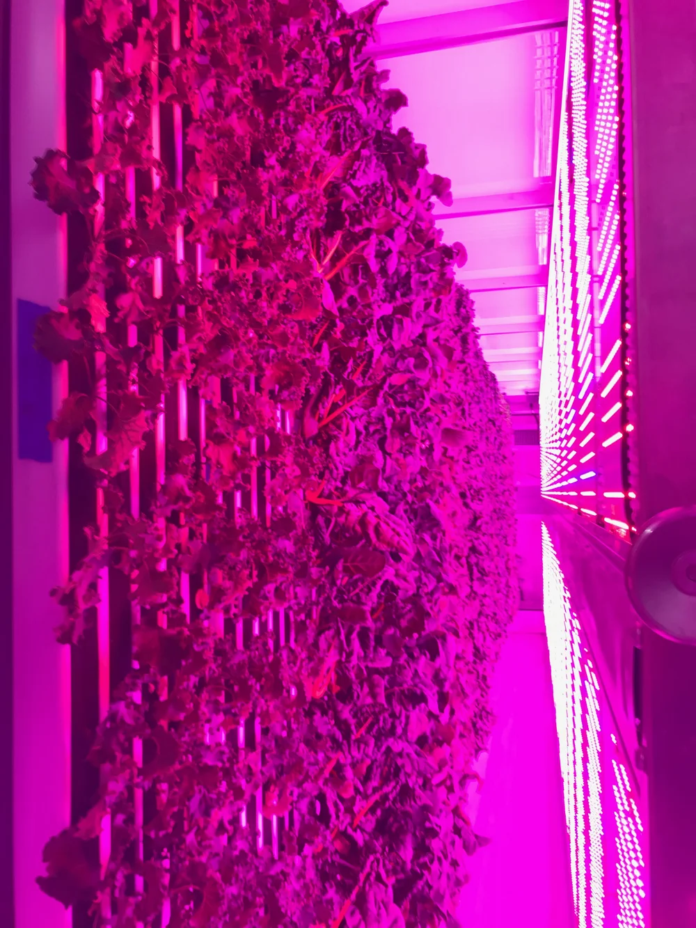 iGrow Pre-Owned-Shipping Container Farms For Sale | Pre-Owned Freight Farms  Leafy Green Machines | Container Farming-iGrow Pre-Owned