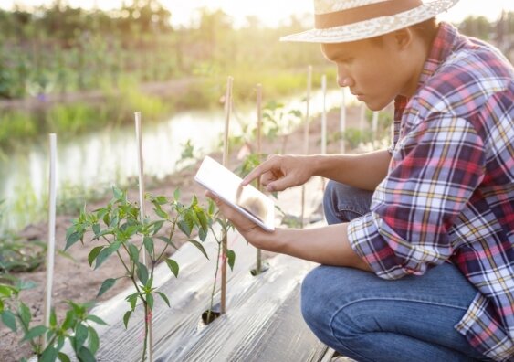 FinTech is connecting underemployed Indonesian farmers with under-utilized land to produce high-quality organic food and sustainable incomes. Photo: Shutterstock