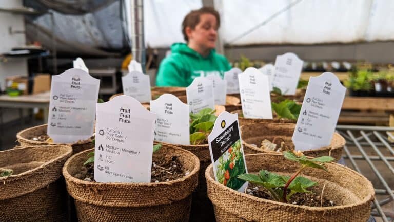 Ray Solotki inside Inuvik’s community greenhouse in the summer of 2019. Ollie Williams/Cabin Radio