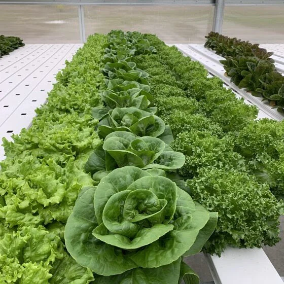 Where All Grow Corn, This Farm Grows Lettuce