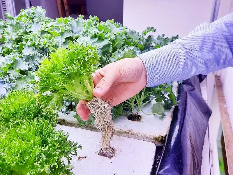 p13-210609- Roots.jpeg