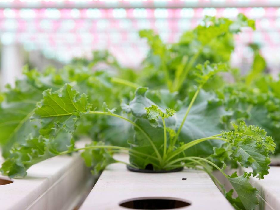 Oasis Greens currently grows varieties of lettuce, leafy greens and microgreens. Antonie Robertson / The National