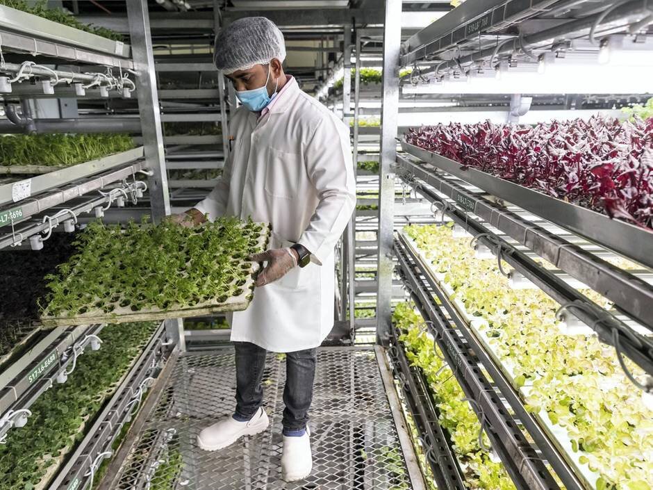 At UNS Hydroponic, custom LED lights mimic the rays of the sun, helping plants grow. Antonie Robertson / The National