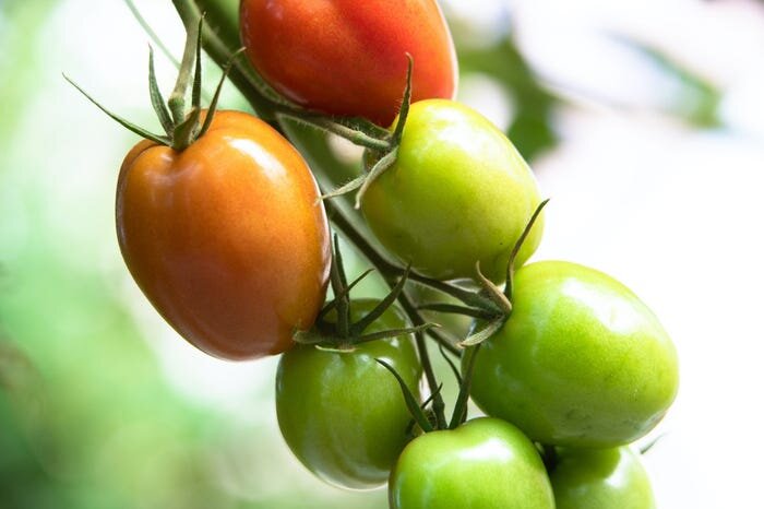 Tomatoes growing inside one of the greenhouses on Lanai. Sensei Ag