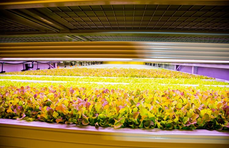 Tasty greens from a vertical farm in Kuwait. Credit: &amp;ever
