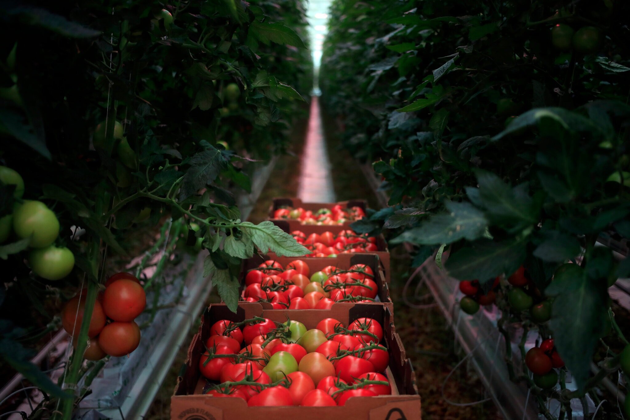 The tomatoes at AppHarvest were delicious enough to attract an investment from Martha Stewart.Credit...Luke Sharrett for The New York Times