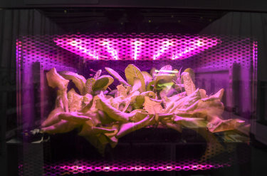 No Sun, No Soil, And Robot Farmers: Is This Tomorrow’s Food Crop?