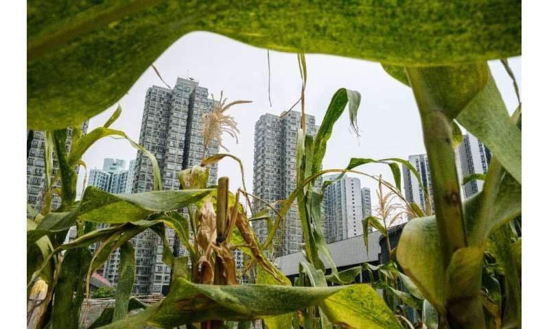 While Hong Kong is one of the most densely packed places on earth, there is still considerable space to grow food locally.