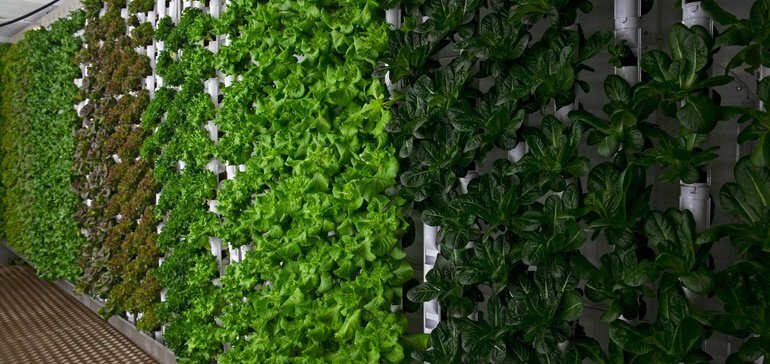 Inside Natural Grocers' Hydroponic Produce Container
