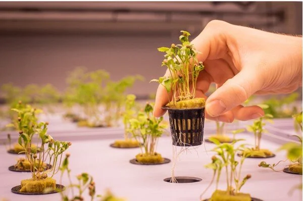 Four Vertical Growers Collaborating To Deliver Social-Impact Projects in Wales