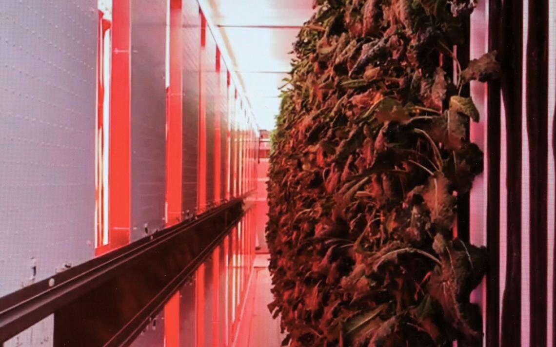 The red LED lights in the Sota Grown pod at Central Lakes College are the only source of heat. The lights and water run from 4 p.m. to 8 a.m. daily. Rebecca Mitchell/Pioneer Journal, July 2021