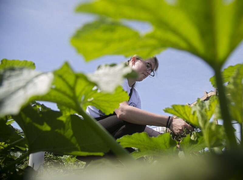 Coast Guard Petty Officer 2nd Class Stacey Maine weeds a vegetable bed in the urban garden near the intersection of Jefferson Avenue and 21st Street in Newport News. (Kaitlin McKeown/Virginia Media)
