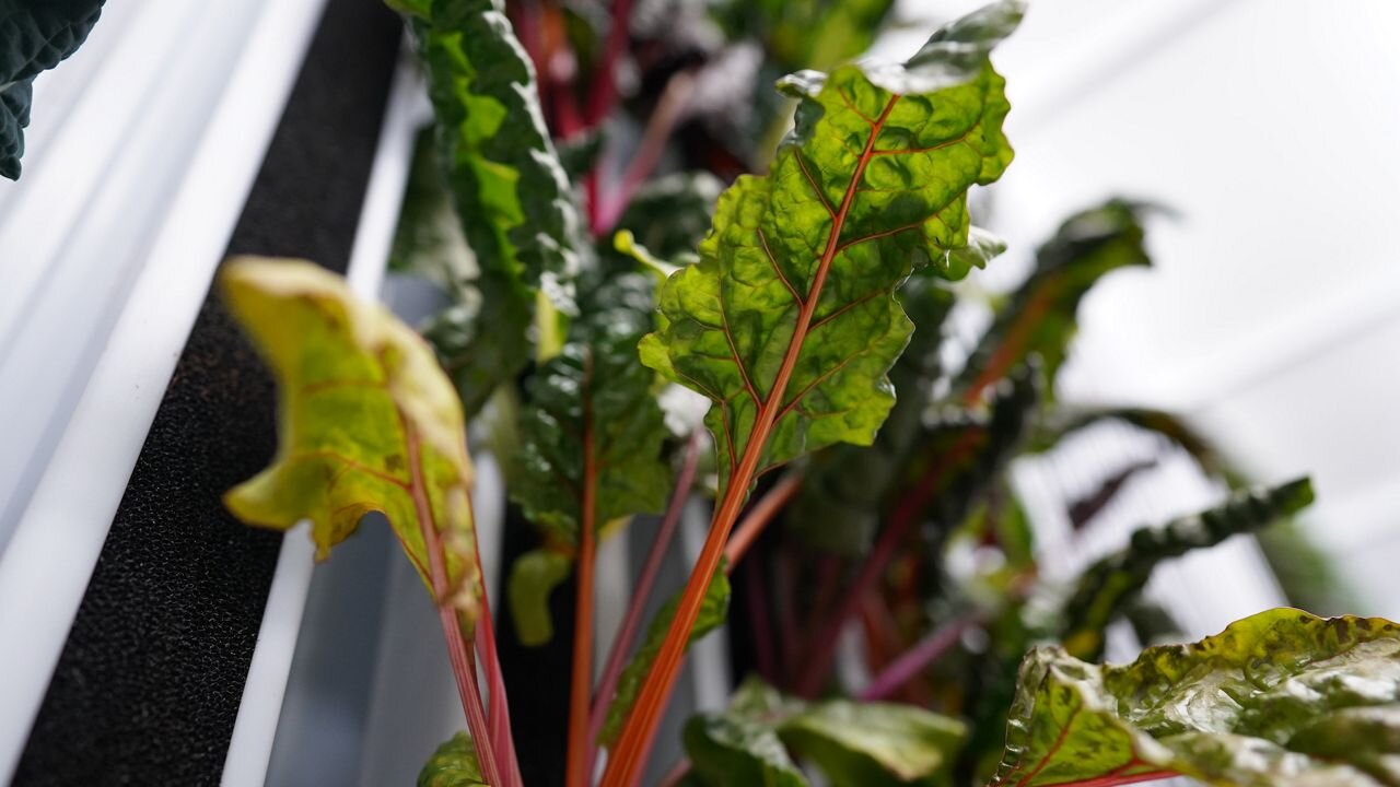 A close-up of Miller's baby kale. (Spectrum News 1/Jonathon Gregg)