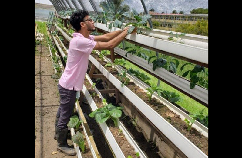 NAREI staff harvesting and inspecting various crops planted in the vertical stack stand model, using PVC gutters