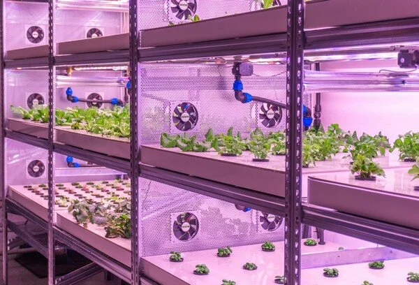 "Using Variable Spectrum Luminaries Allows us to Grow a Wide Range of Plants"