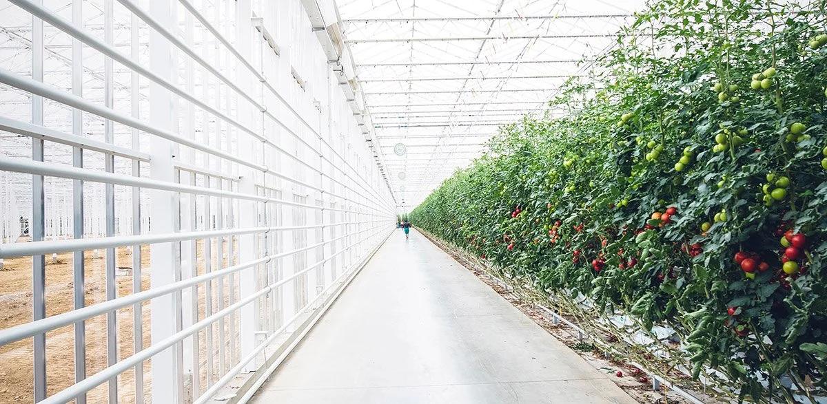 You Know What A Greenhouse And Vertical Farm Are, But What Is Controlled Environment Agriculture (CEA)?