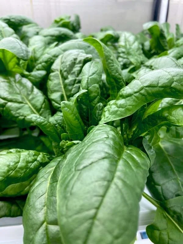 Spinach+wk+4+-+1.jpeg
