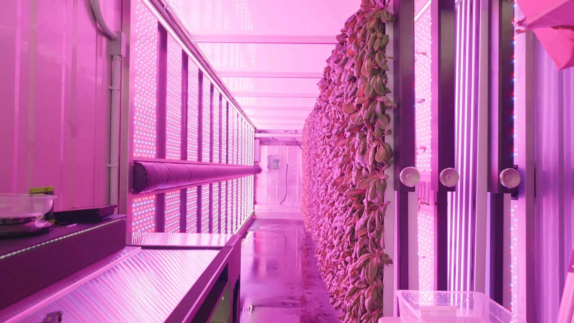 220815_Lettuce_Delivery_006.jpg