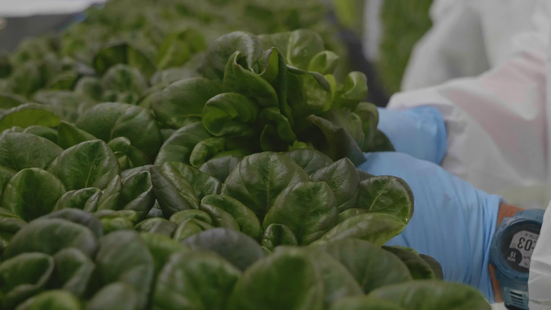 220815_Lettuce_Delivery_009.jpg
