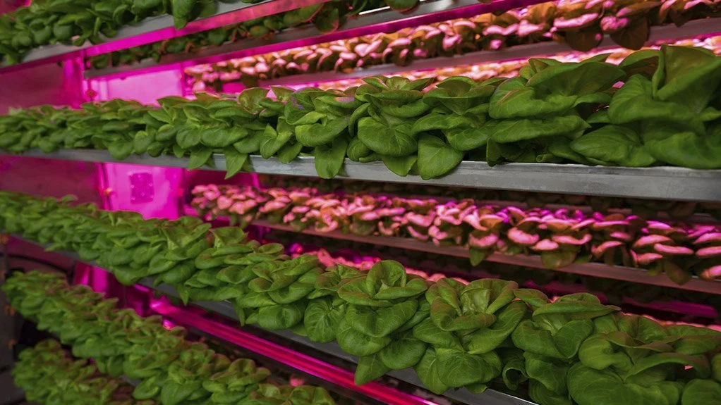 0001159272_resized_butterletttuceverticalfarmingcultivatormoduleseatoskyfarms2024091022.jpg