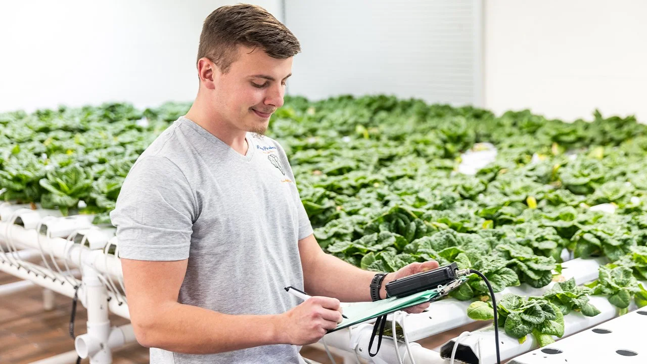 Lettuce2_0.jpg
