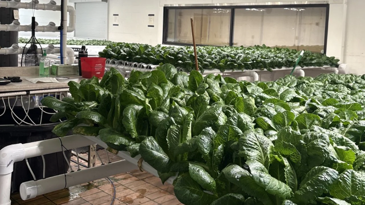 USA - WISCONSIN: From Campus to Table: Students Bring Hydroponic Harvest to the Community for Thanksgiving