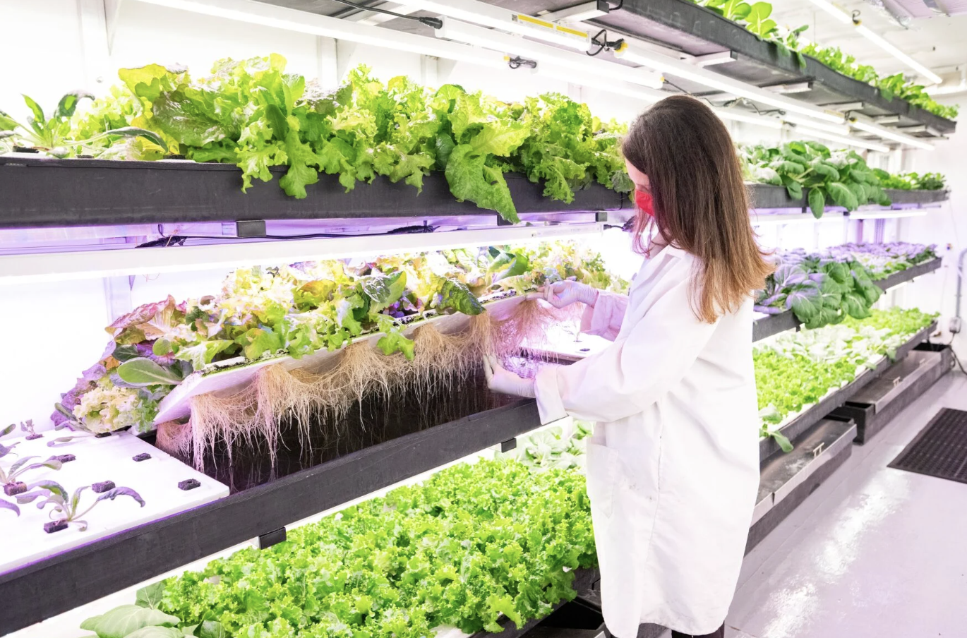 Seeds of Change: How Smart Shifts Could Help Strengthen Canada’s Agri-Food Supply Chain