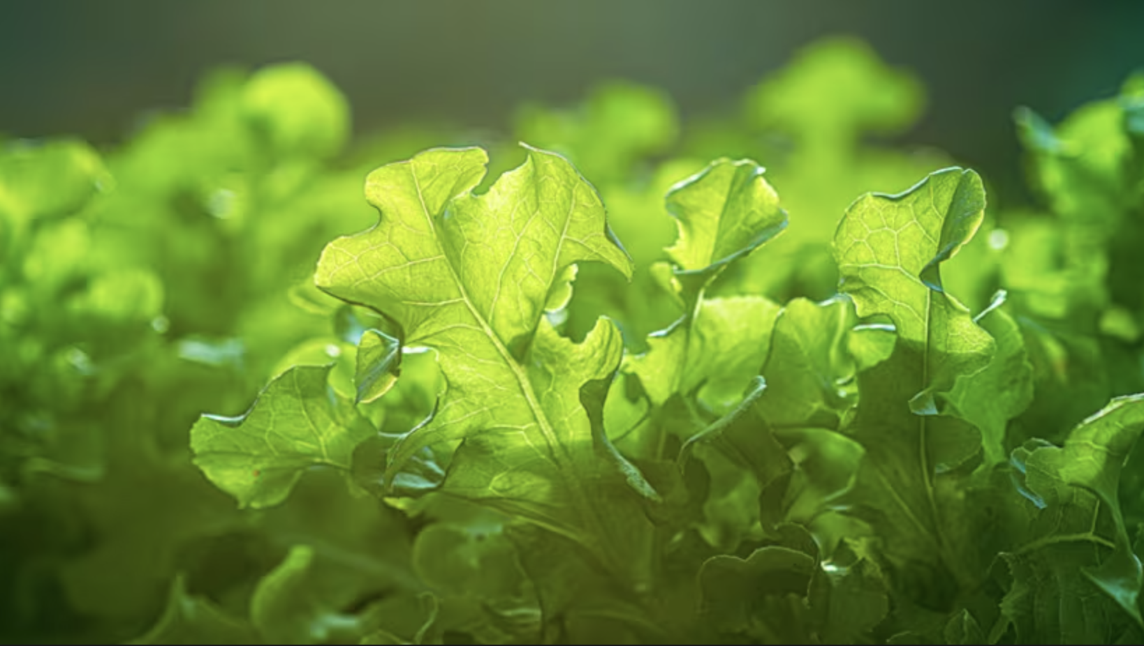 ‘Unit Economics Do Not Work Everywhere,’ Growcer CEO on Making Indoor Ag Profitable