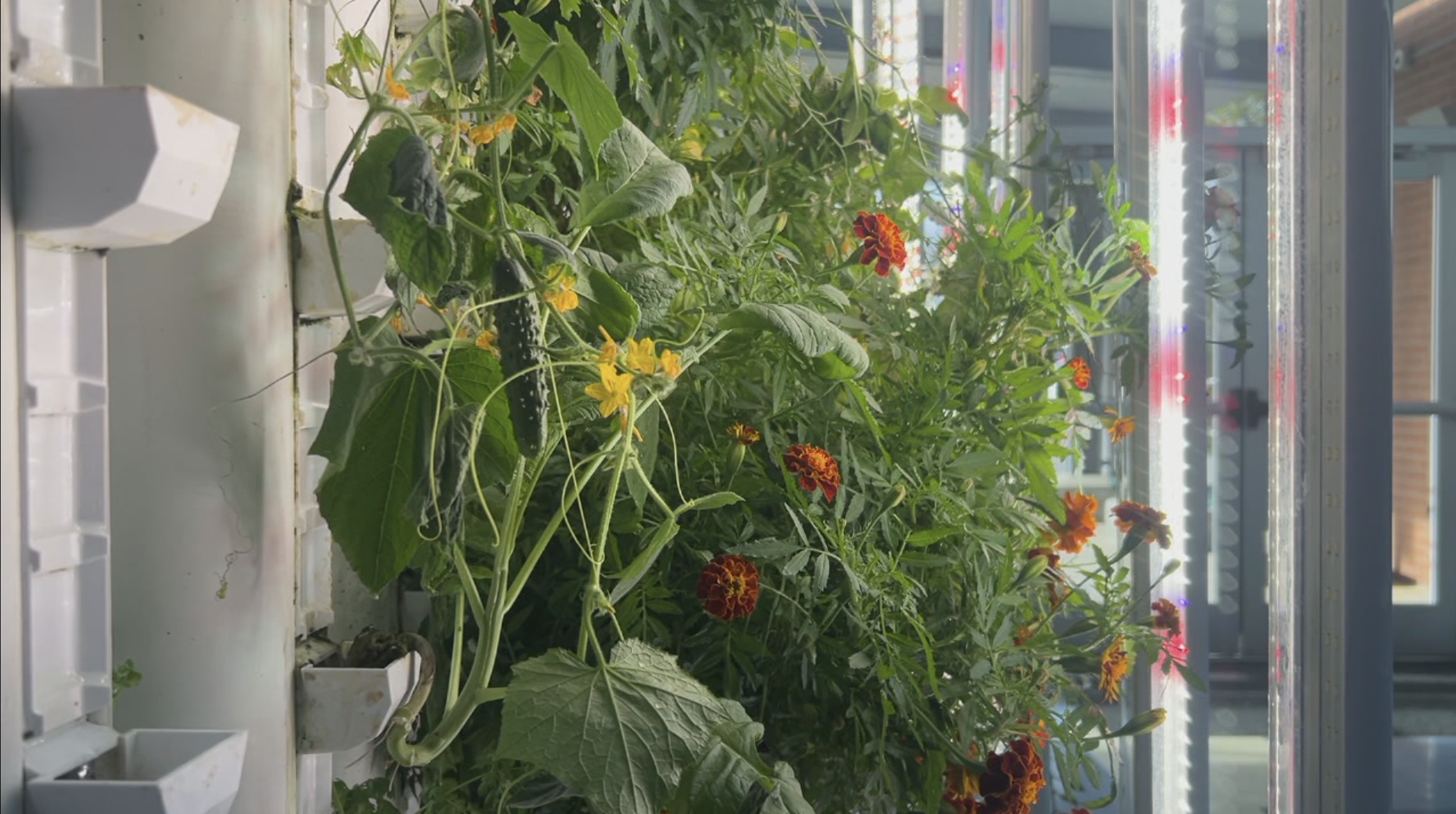 Screenshot 2025-12-20 at 5.03.42 PM.png