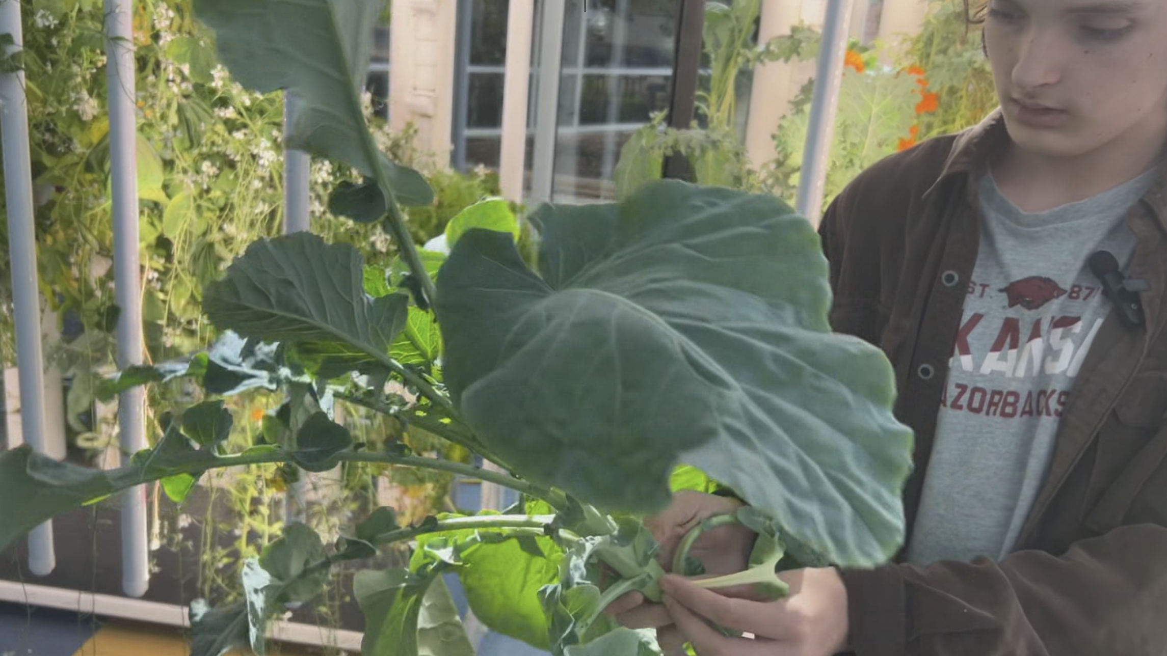 USA - ARKANSAS - VIDEO: Jacksonville Students Grow Food and Community Through Hydroponic Program, JR MANRRS Club