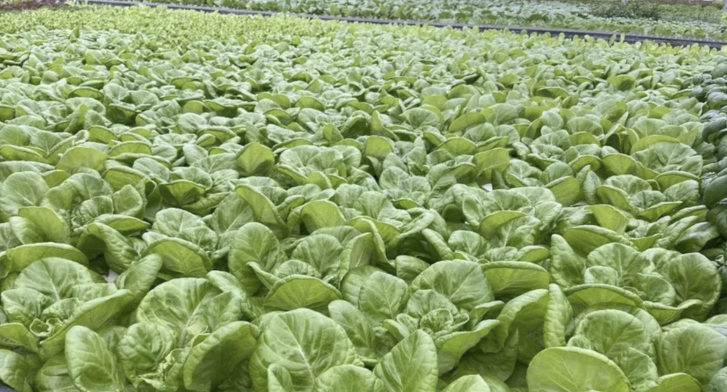USA: Penn State University - New Webinar Series Teaches Basics of Hydroponic Production